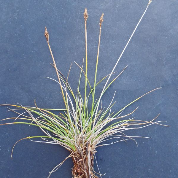 Carex simpliciuscula simpliciuscula ST Røros Sommervollen 8.2019 1